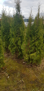 Elupuud smaragd (2 foto / 3)