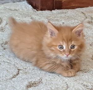 КОТЯТА (2 фото из 3)