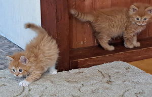 КОТЯТА (3 фото из 3)