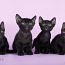 Бомбейские котята (фото #5)