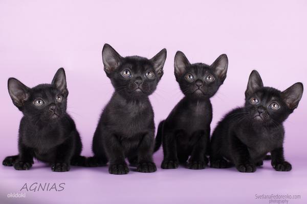 Бомбейские котята (фото #5)