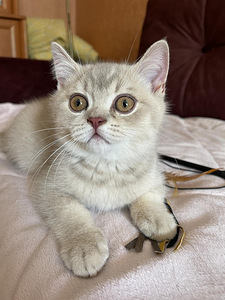 British shorthair (2 foto / 10)