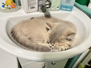 British shorthair (5 foto / 10)