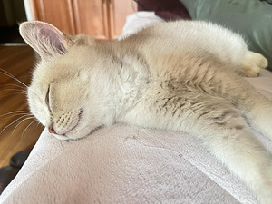 British shorthair (10 foto / 10)