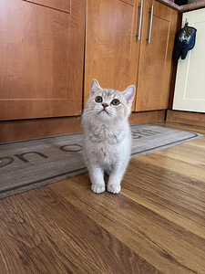British shorthair (4 foto / 10)