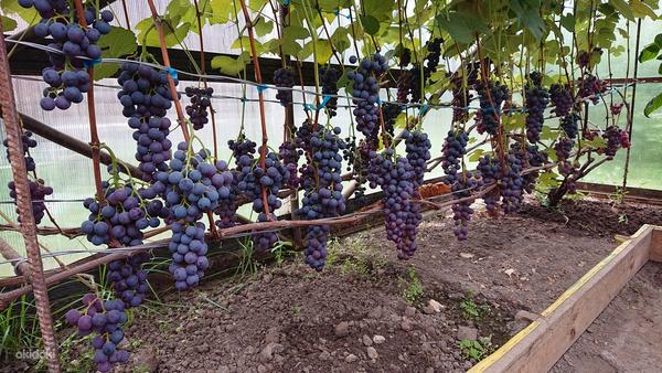 Виноград марс виноград (фото #4)