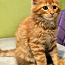 Maine Coon (foto #4)