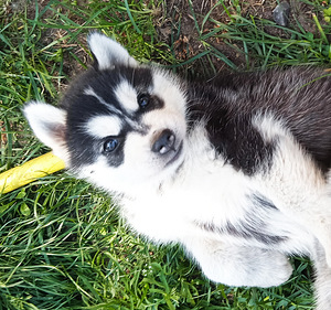 Husky lapsed (3 foto / 10)