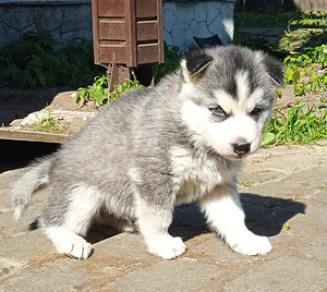 Husky lapsed (8 foto / 10)