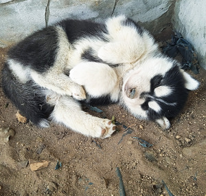 Husky lapsed (9 foto / 10)