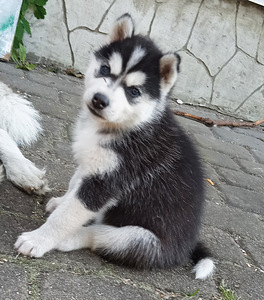Husky kutsikad (4 foto / 10)