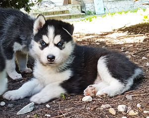 Husky kutsikad (7 foto / 10)