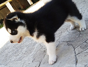 Husky kutsikad (10 foto / 10)