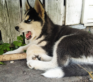 Husky kutsikad (3 foto / 10)