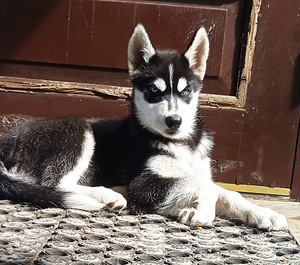 Husky kutsikad (7 foto / 10)