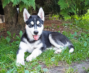 Husky kutsikad (4 foto / 10)
