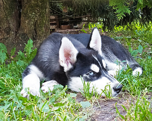 Husky kutsikad (6 foto / 10)