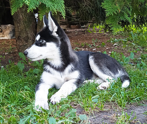 Husky kutsikad (3 foto / 10)