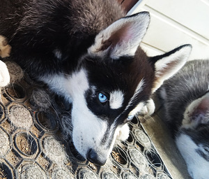 Husky kutsikad (8 foto / 10)