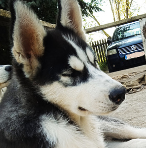 Husky kutsikas (3 foto / 5)