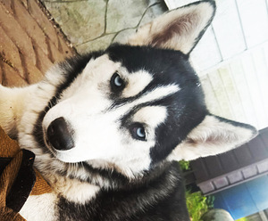 Kutsikas husky (1 foto / 10)