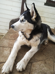 Kutsikas husky (2 foto / 10)