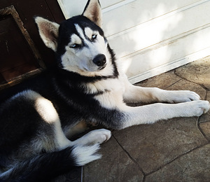 Kutsikas husky (10 foto / 10)