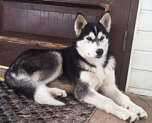 Husky tüdruk (2 foto / 10)