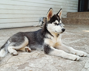 Husky tüdruk (7 foto / 10)