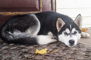 Husky tüdruk (9 foto / 10)