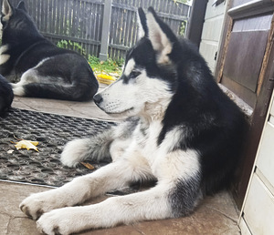 Husky kutsikas (3 foto / 6)