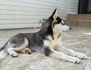 Husky kutsikas (4 foto / 9)