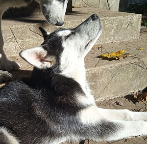 Husky kutsikas (5 foto / 9)