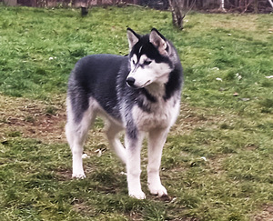 Husky kutsikas (6 foto / 9)