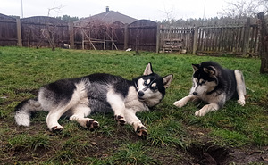 Husky kutsikas (4 foto / 8)