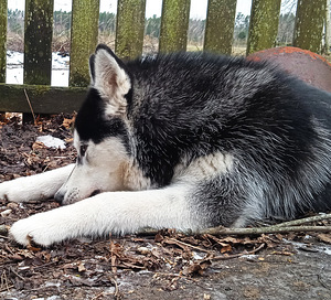 Husky kutsikas (6 foto / 10)