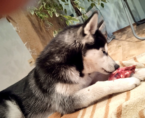 Husky kutsikas (7 foto / 10)