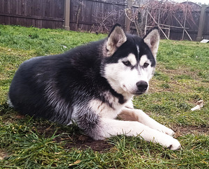 Husky kutsikas (10 foto / 10)