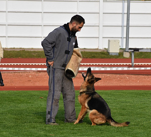 Saksa lambakoera kutsikad FCI (9 foto / 10)