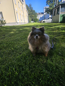 Pomeranian tüdruk (1 foto / 2)