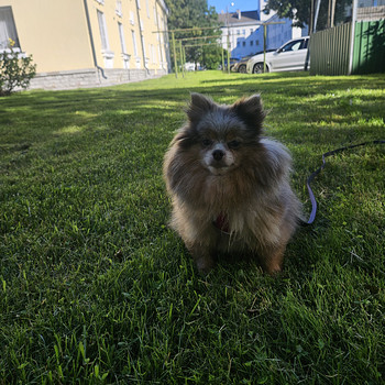 Pomeranian tüdruk