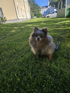 Pomeranian tüdruk (2 foto / 2)