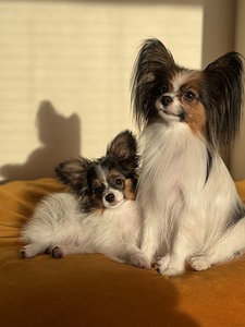 Papilloni kutsikas (3 kuune isane) (2 foto / 5)