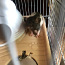 Крысята (фото #2)