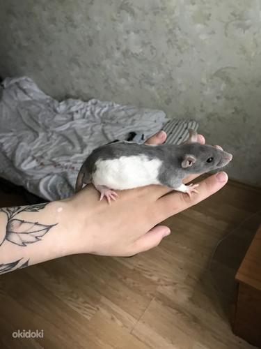 Крысята (фото #1)