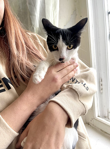 КОТЯТА ИЩЕТ ДОМ (2 фото из 6)