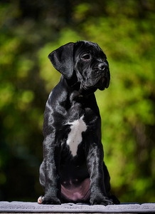 Cane corso cane corso kutsikad (5 foto / 8)