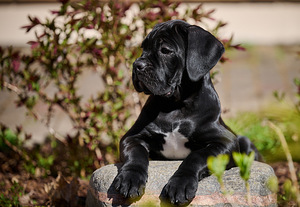 Cane corso cane corso kutsikad (2 foto / 8)