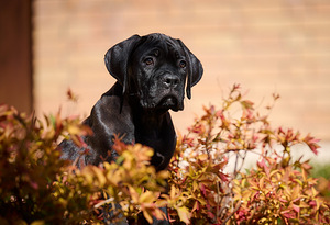 Cane corso cane corso kutsikad (1 foto / 8)