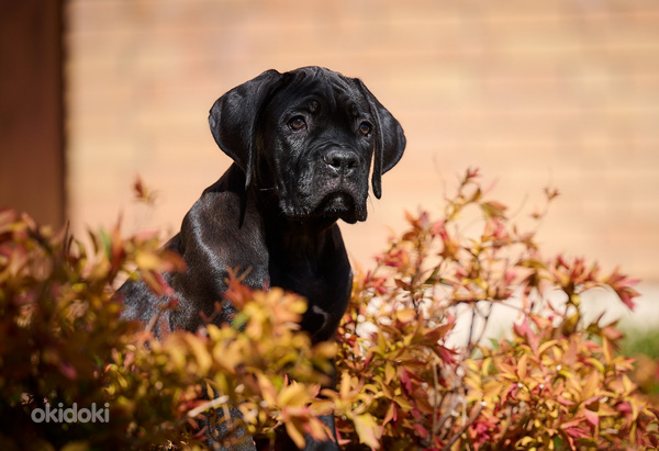 Cane Corso Кане корсо щенки